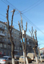 Олег Грищенко: «Необходимо доверять мнению специалистов, чтобы избежать чрезвычайных ситуаций, связанных с падением деревьев во время непогоды»